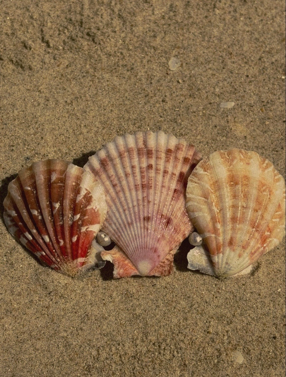 The Shell Piece