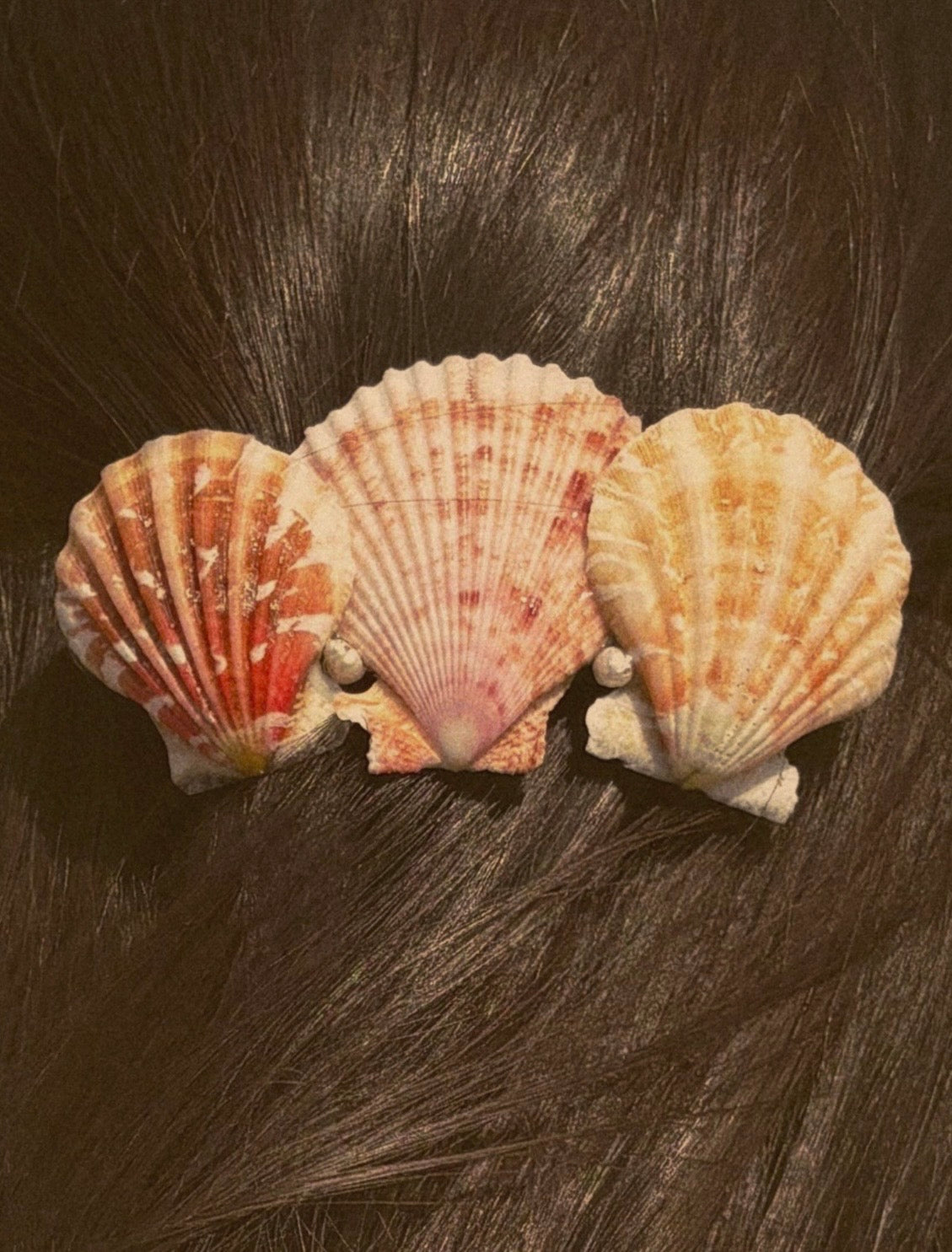 The Shell Piece